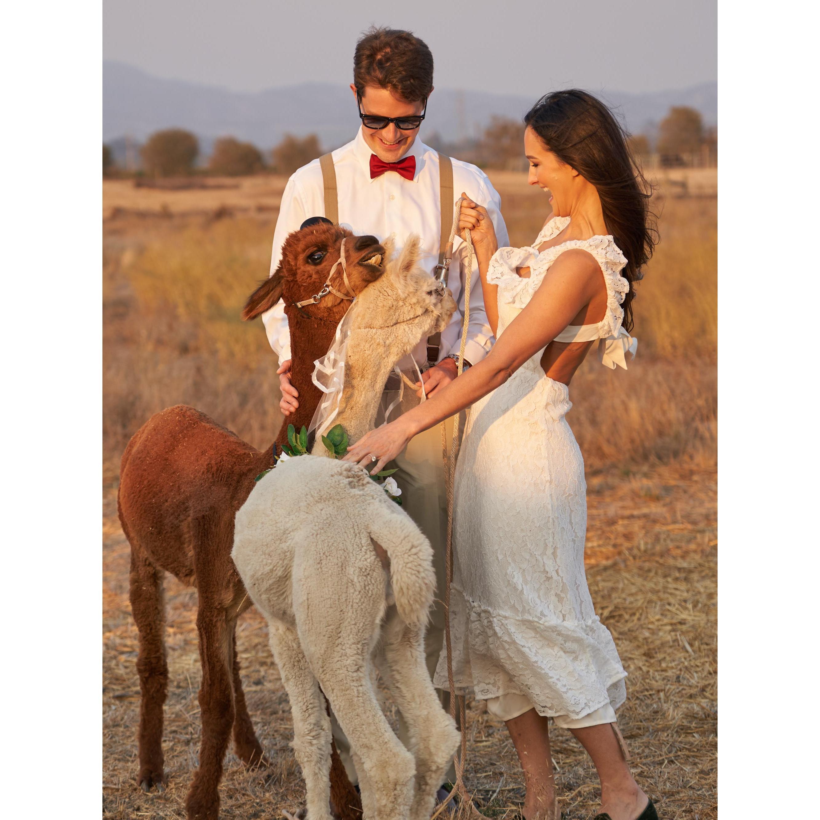 Okay guys, no spitting at the wedding..