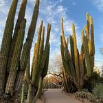Desert Botanical Garden