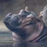 Cincinnati Zoo & Botanical Garden