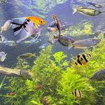 East Idaho Aquarium