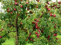 Highland Orchards, Inc.