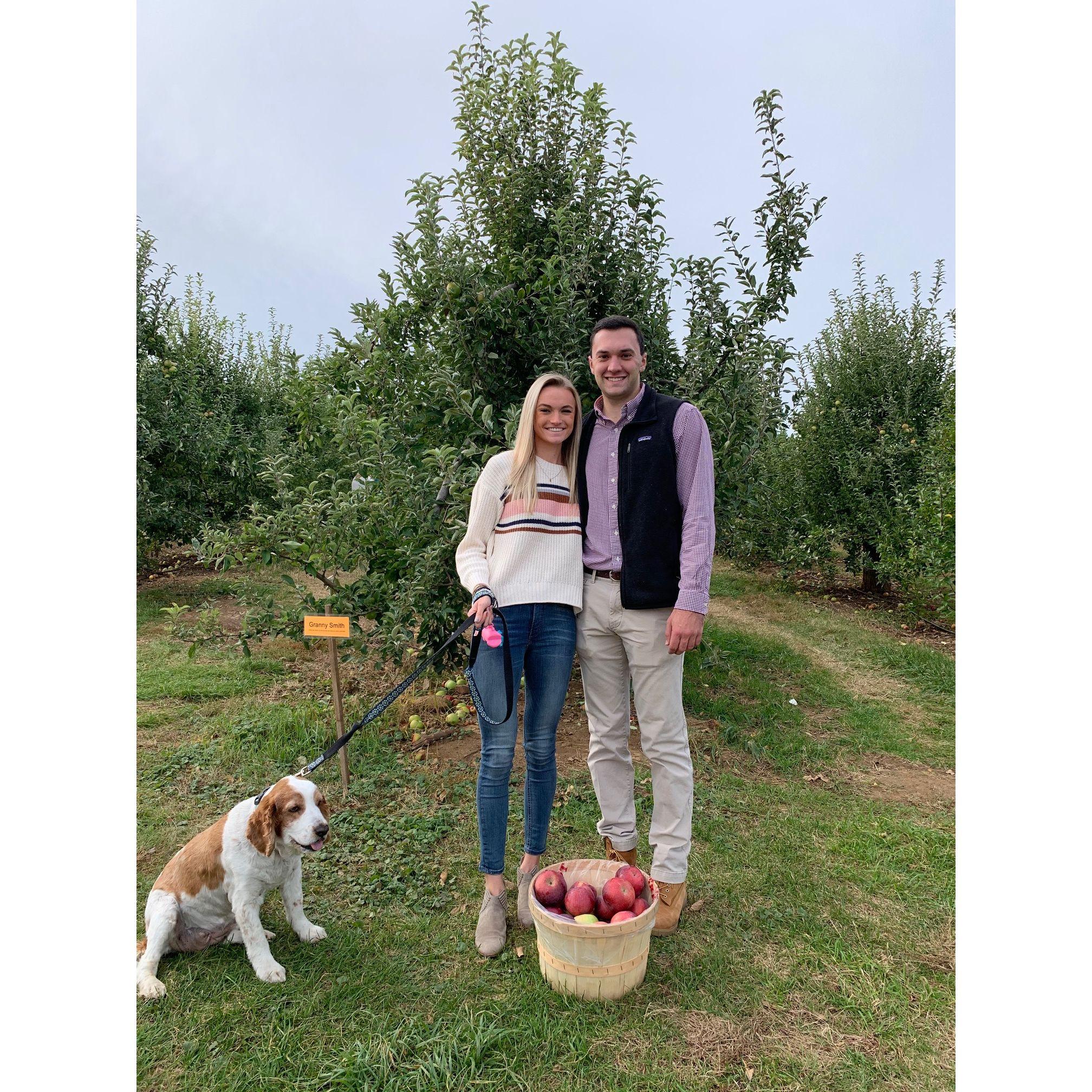Apple picking with Gracie