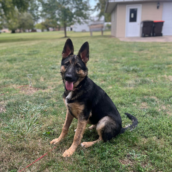 Toys & Treats fund for Paisley & Peanut Butter