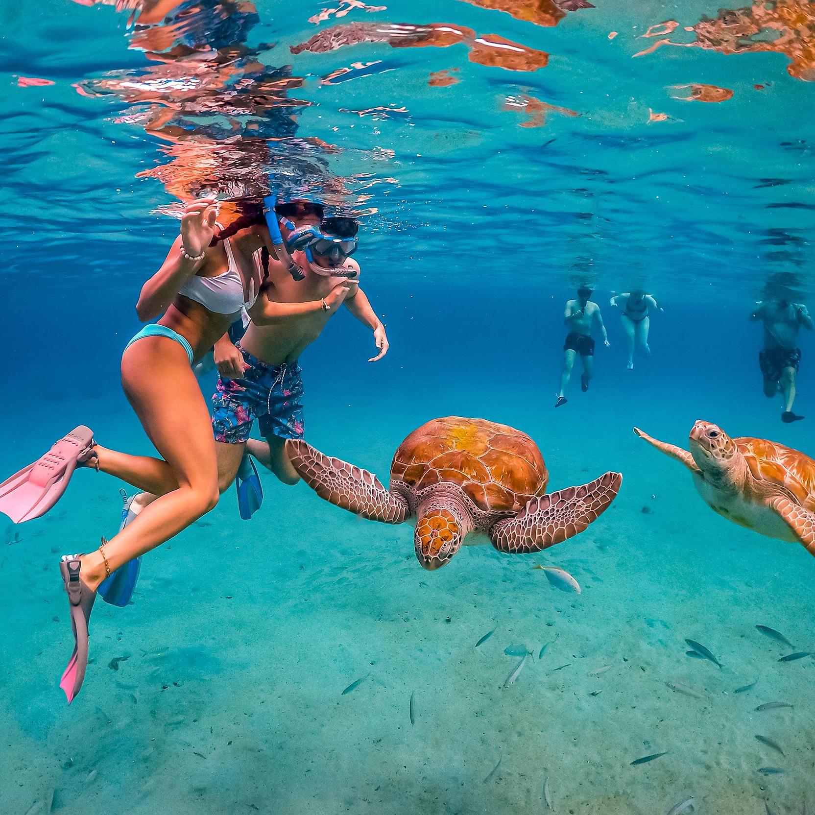 Honeymoon Fund: Snorkeling with sea turtles!