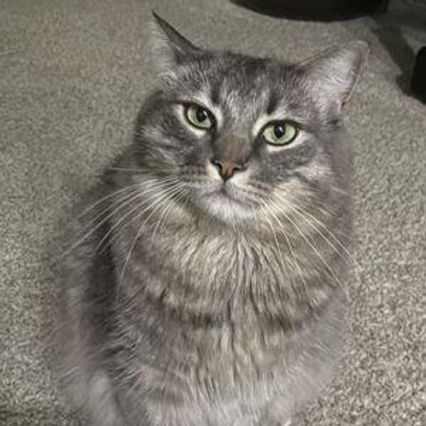 Zuko's Food & Treats