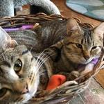 Lucky Cat Cafe & Lounge