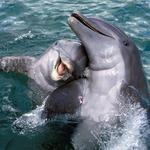 Swim with Dolphins