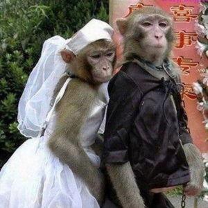 Ajuda na lua de mel do casal