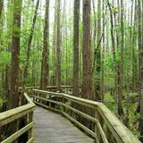 Highlands Hammock State Park