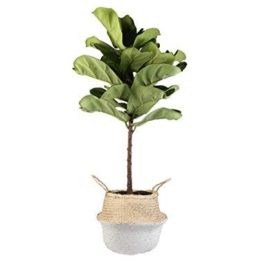 Costa Farms Live Ficus Lyrata, Fiddle-Leaf Fig, Floor Plant, 4-Feet Tall, Ships in Seagrass Basket, White-Natural, Fresh From Our Farm