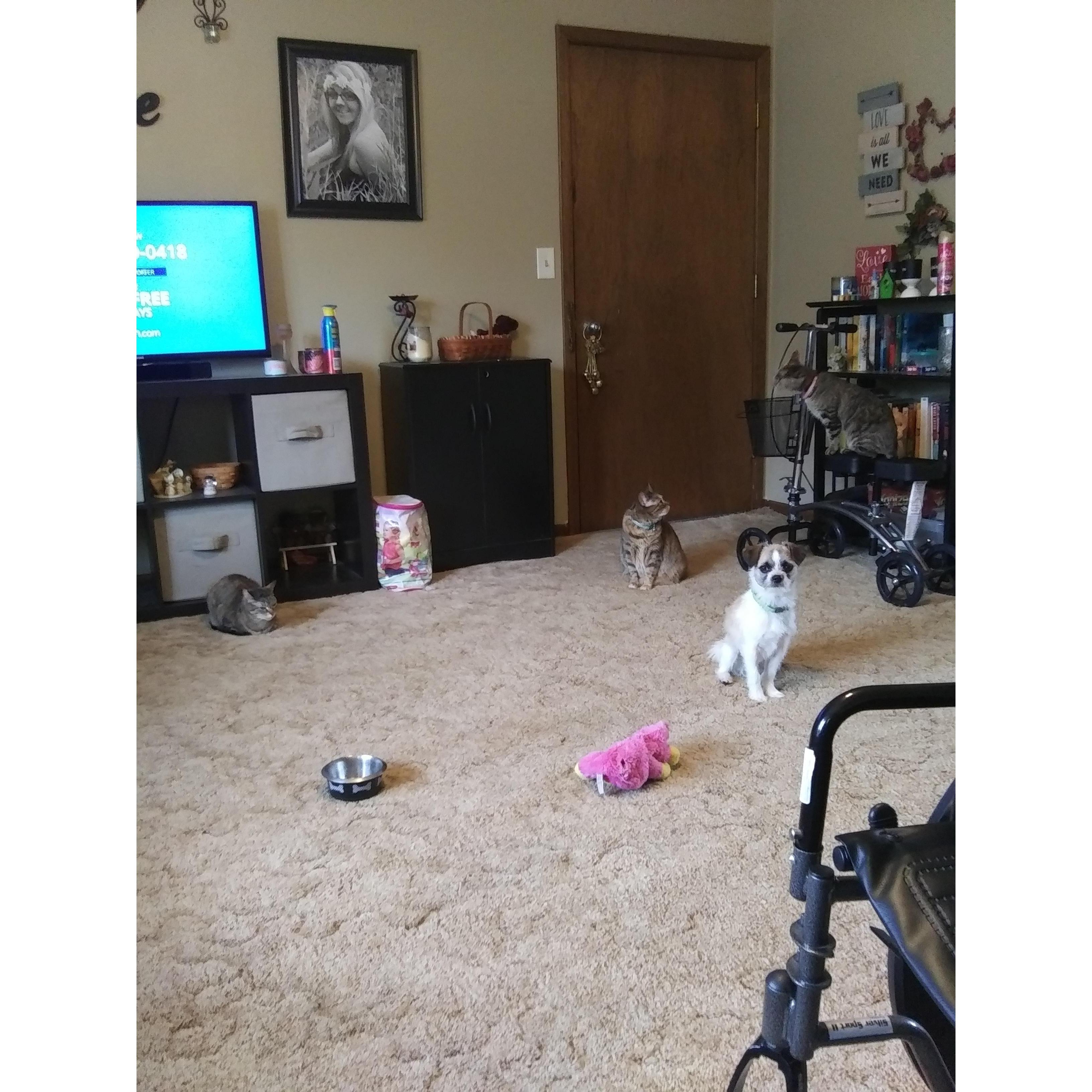 All of our Fur Babies.