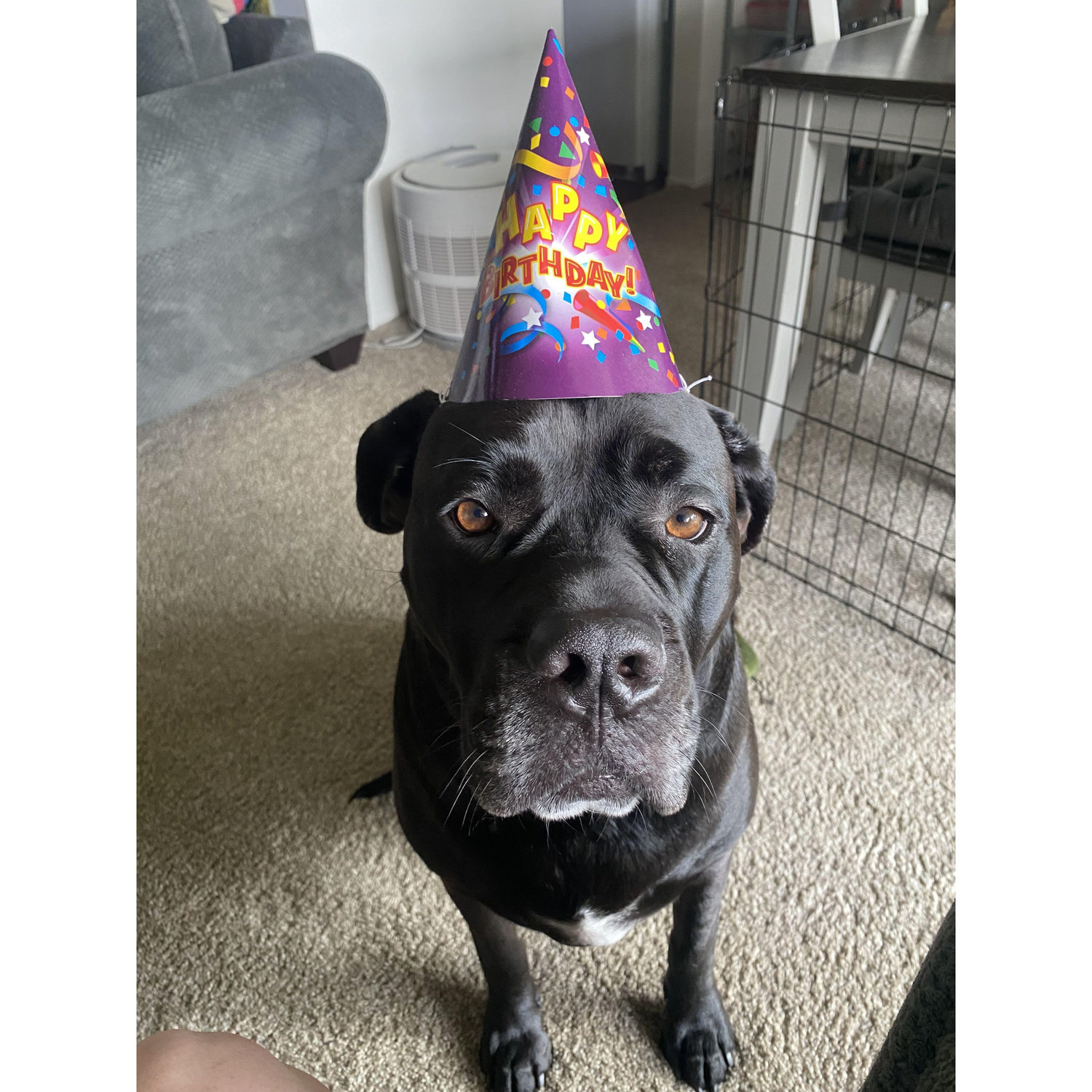 One of Ravens many birthdays