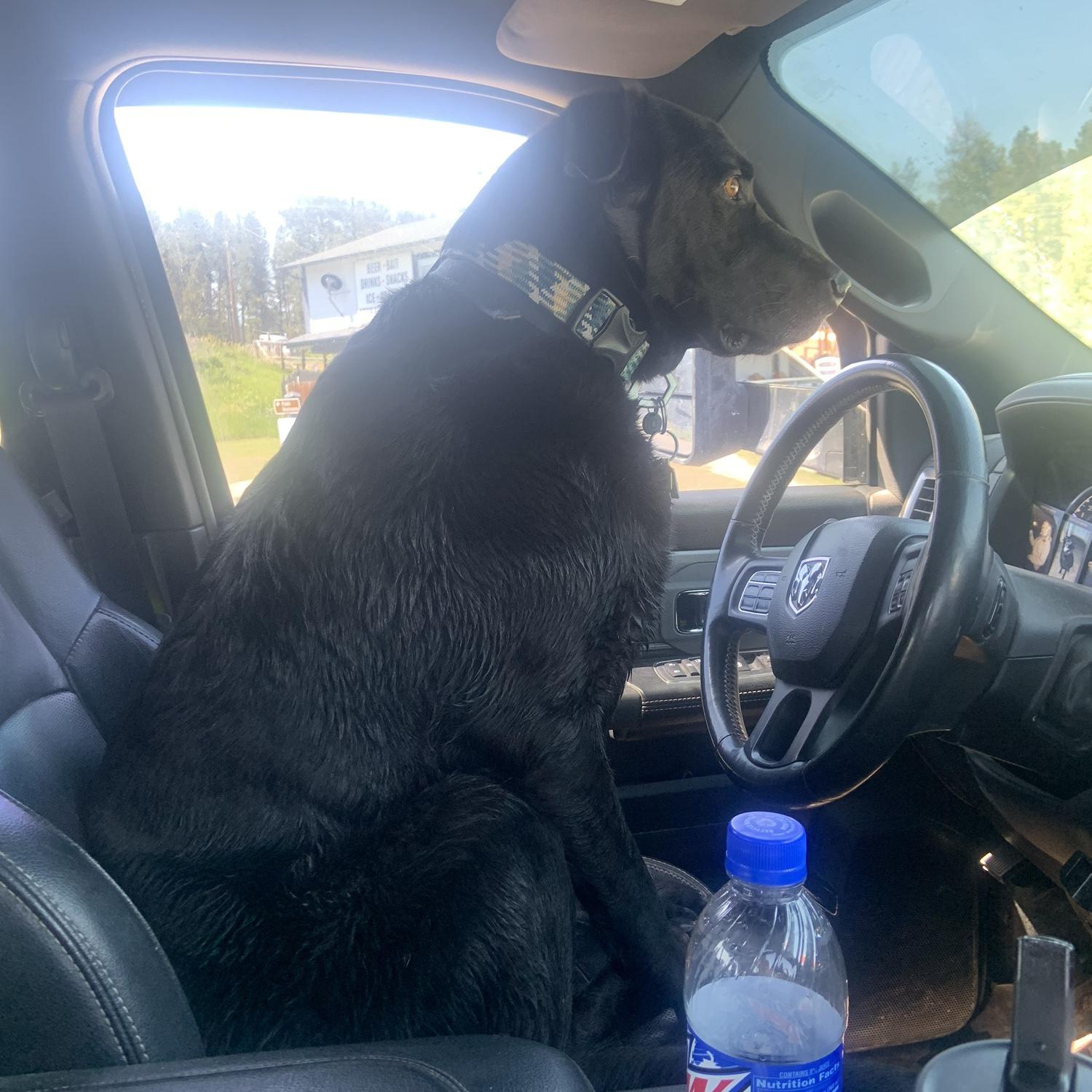 Harlow wanted to drive