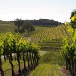 Opolo Vineyards