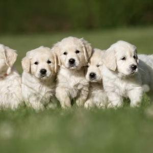 Puppy Fund
