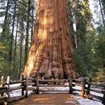 Sequoia National Park