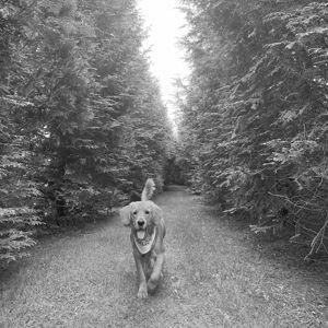 Our Golden Retriever Fund