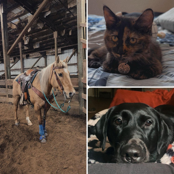 Pet Fund