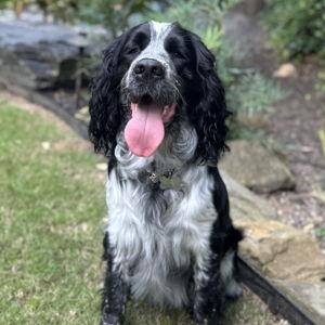 Pet Care for Otis during Wedding