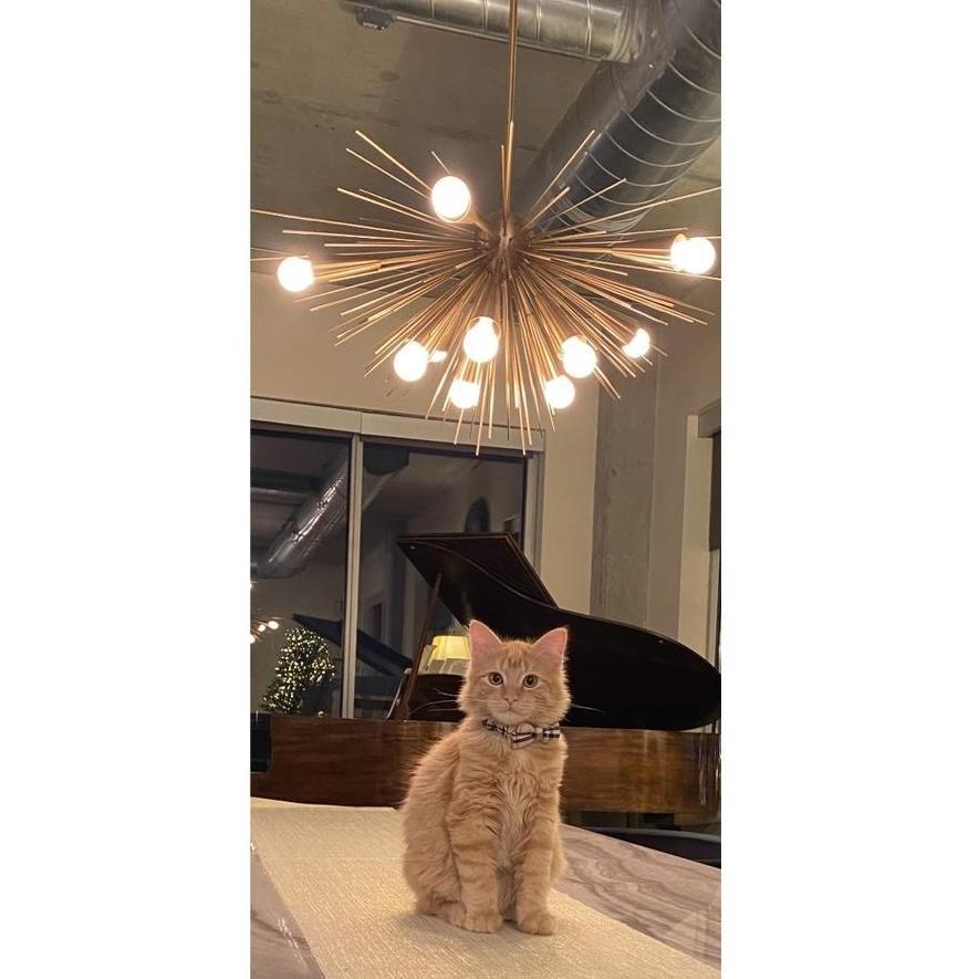 We introduced another rescue to the family shortly after moving to a bigger space. Meet baby Chai
Nov 2020
