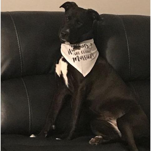 I'm Riley! My bandana says, "My Humans are Getting Married!".