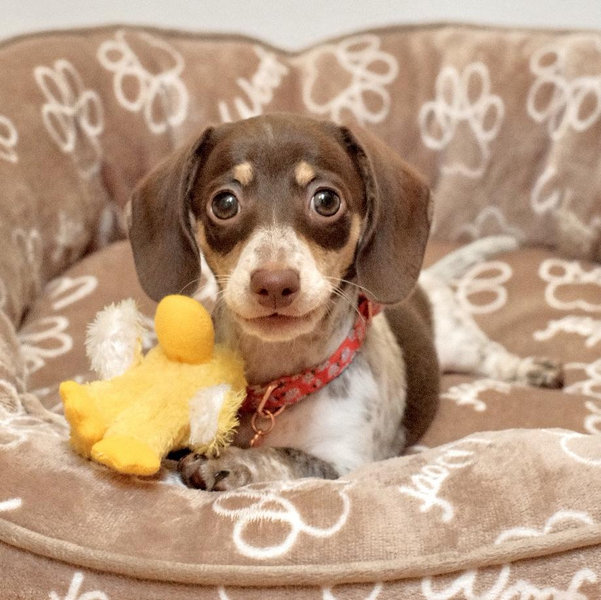 Cannoli's Fund