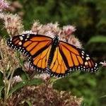 Monarch Butterfly Sanctuary