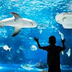 The Florida Aquarium