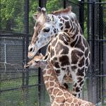 Audubon Zoo