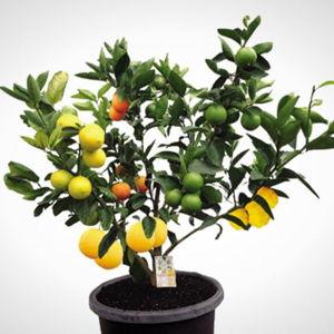 Grafted fruit trees for our backyard