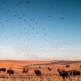 Tall Grass Prairie Preserve