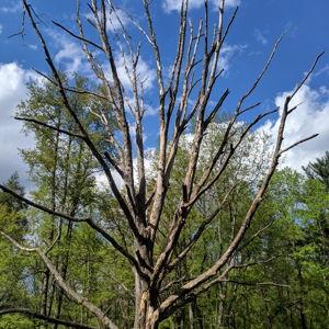 Dead Tree Fund