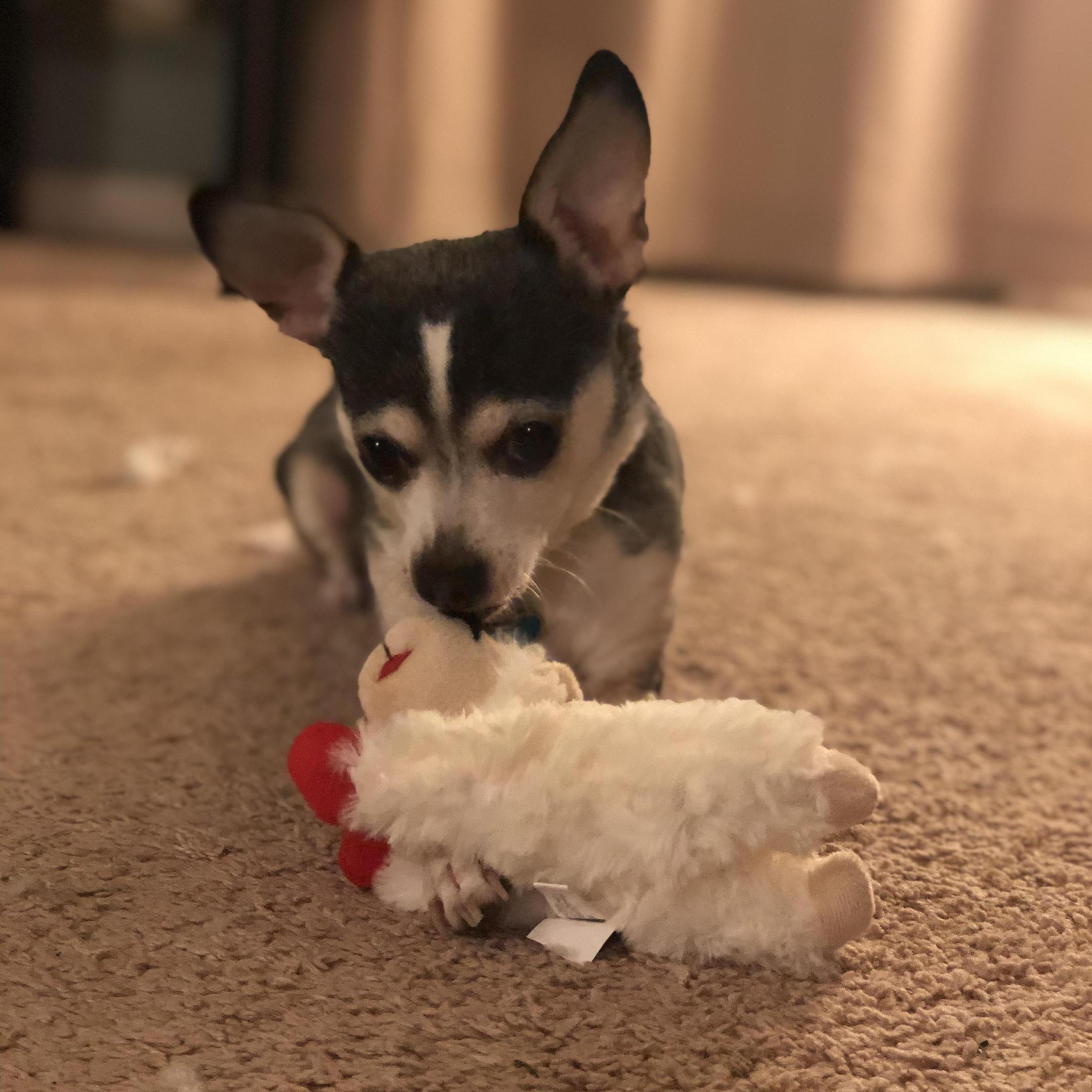The lamb chop of 2020