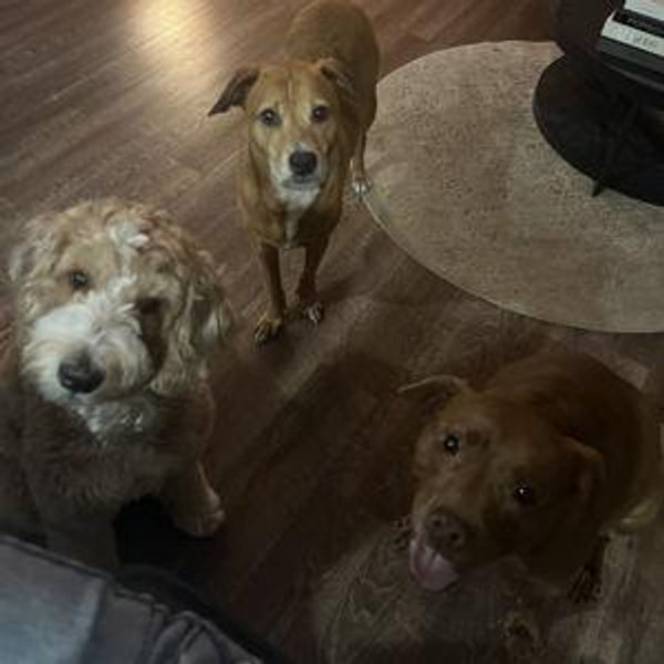 Year Supply of Dog Treats