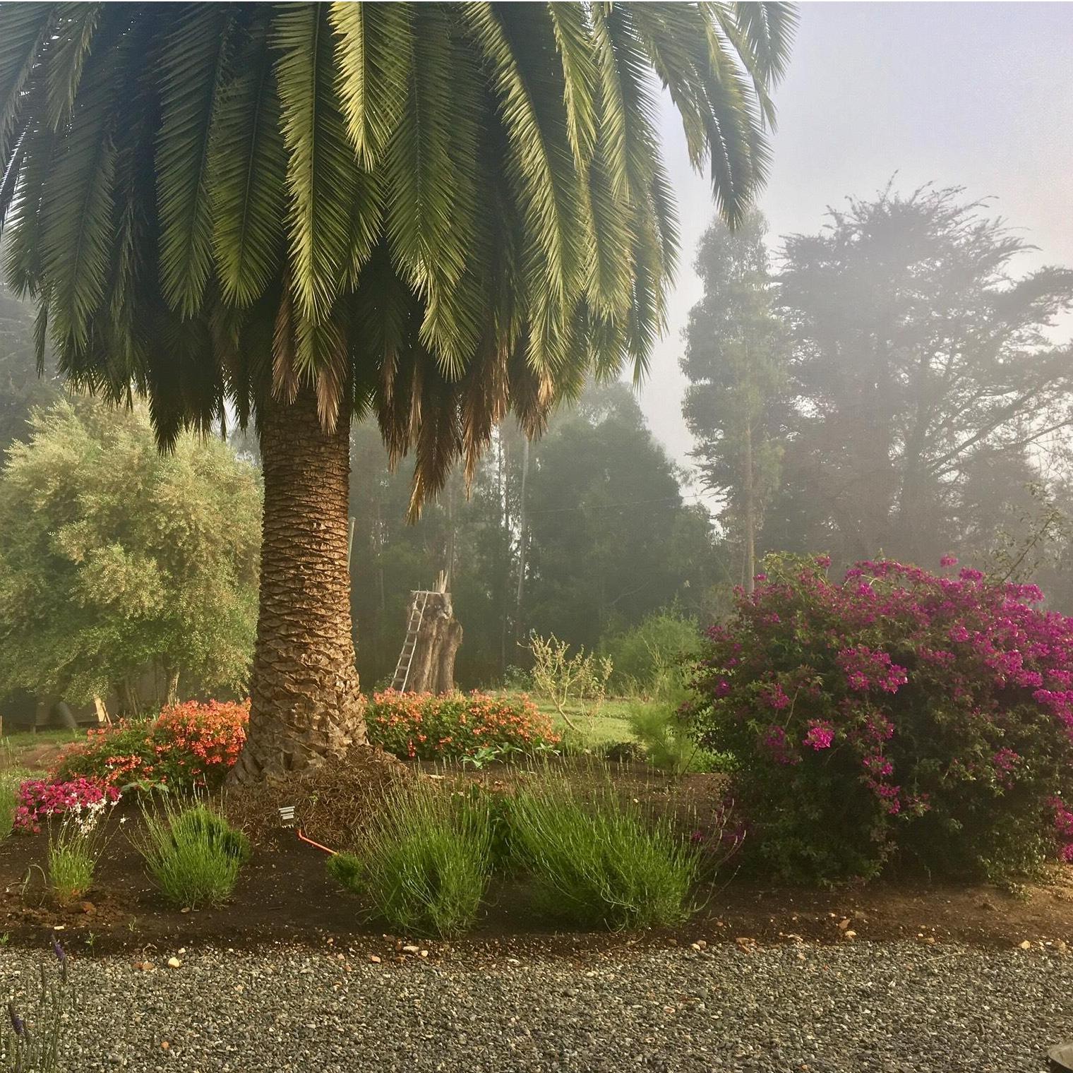 The big beautiful palm on the property