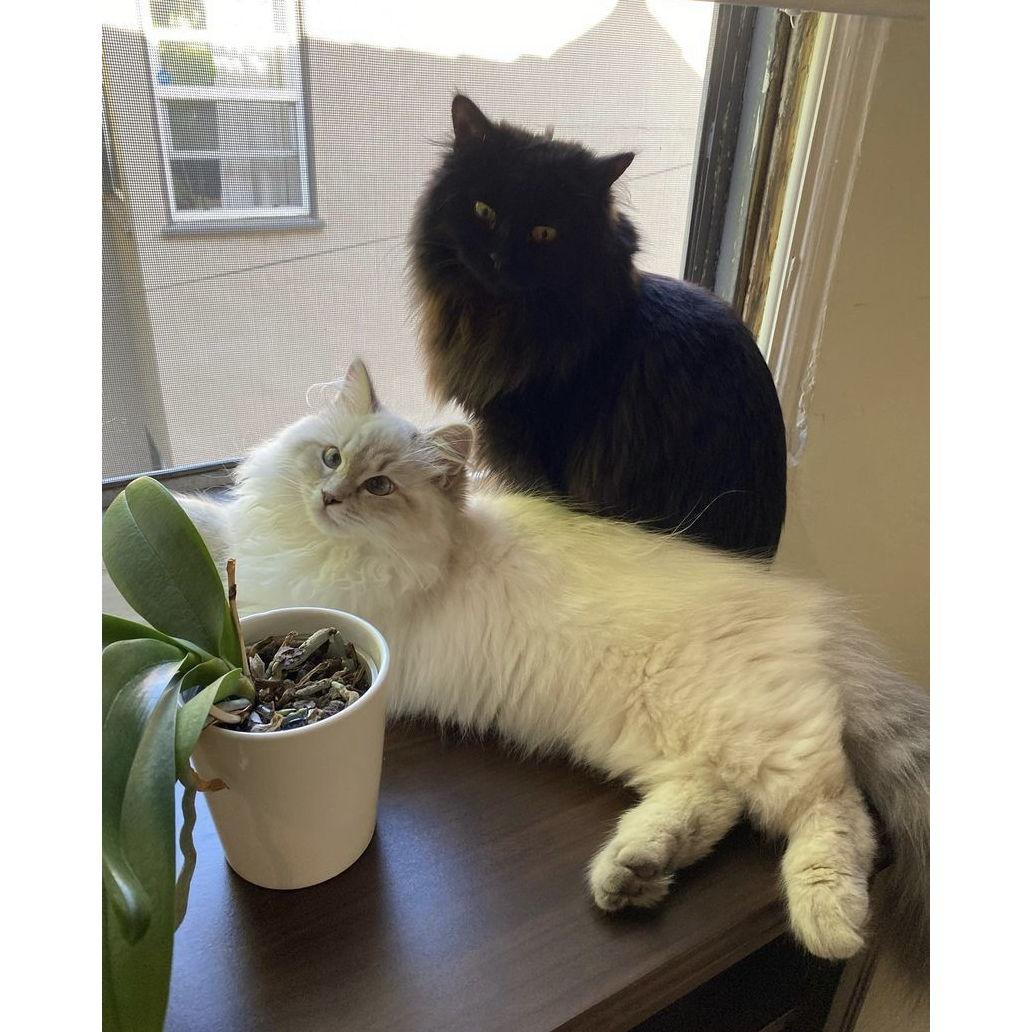 Welcoming Loki to the family! It took Jynx a little while to warm up to him, but she did eventually🐈‍⬛🐈