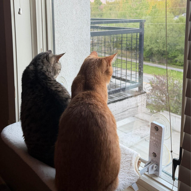 Year's Supply Of Cat Treats