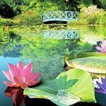 The Water Gardens of Carsac