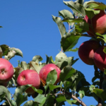 Baugher's Orchards & Farm