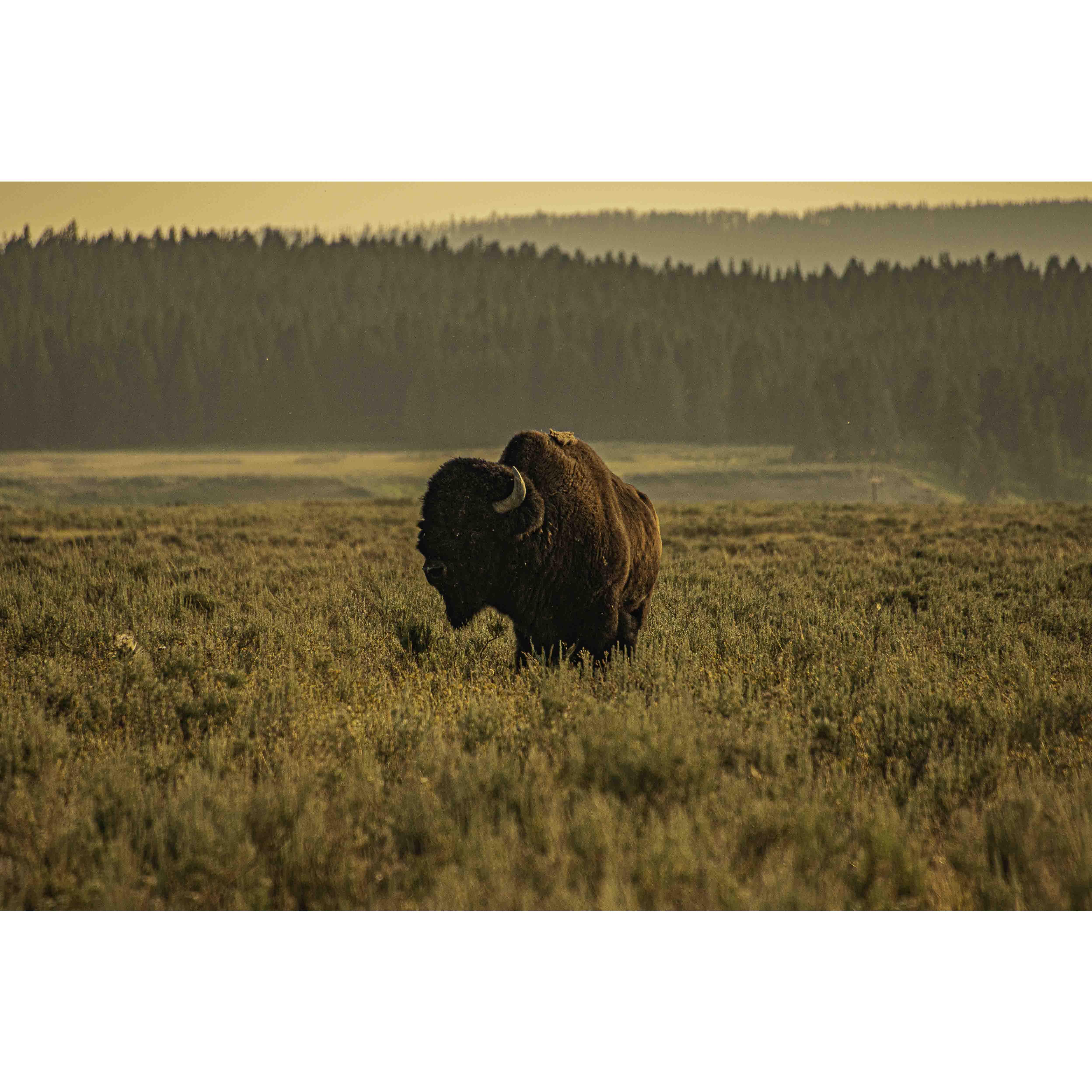 You're probably thinking that we were too close to this Buffalo. And you're probably right.