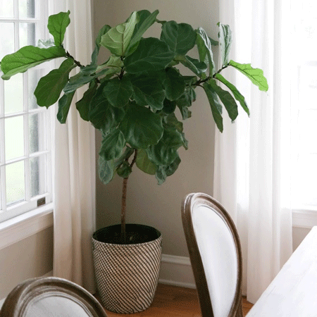 Fiddle-Leaf Fig Tree