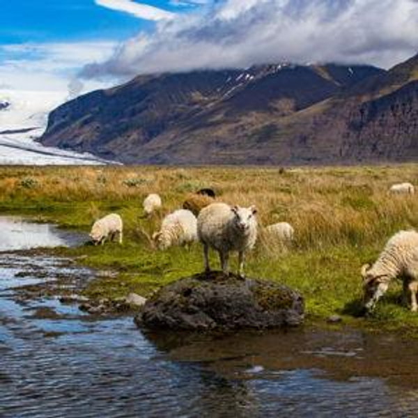 Honeymoon in Iceland