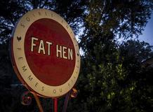 Fat Hen