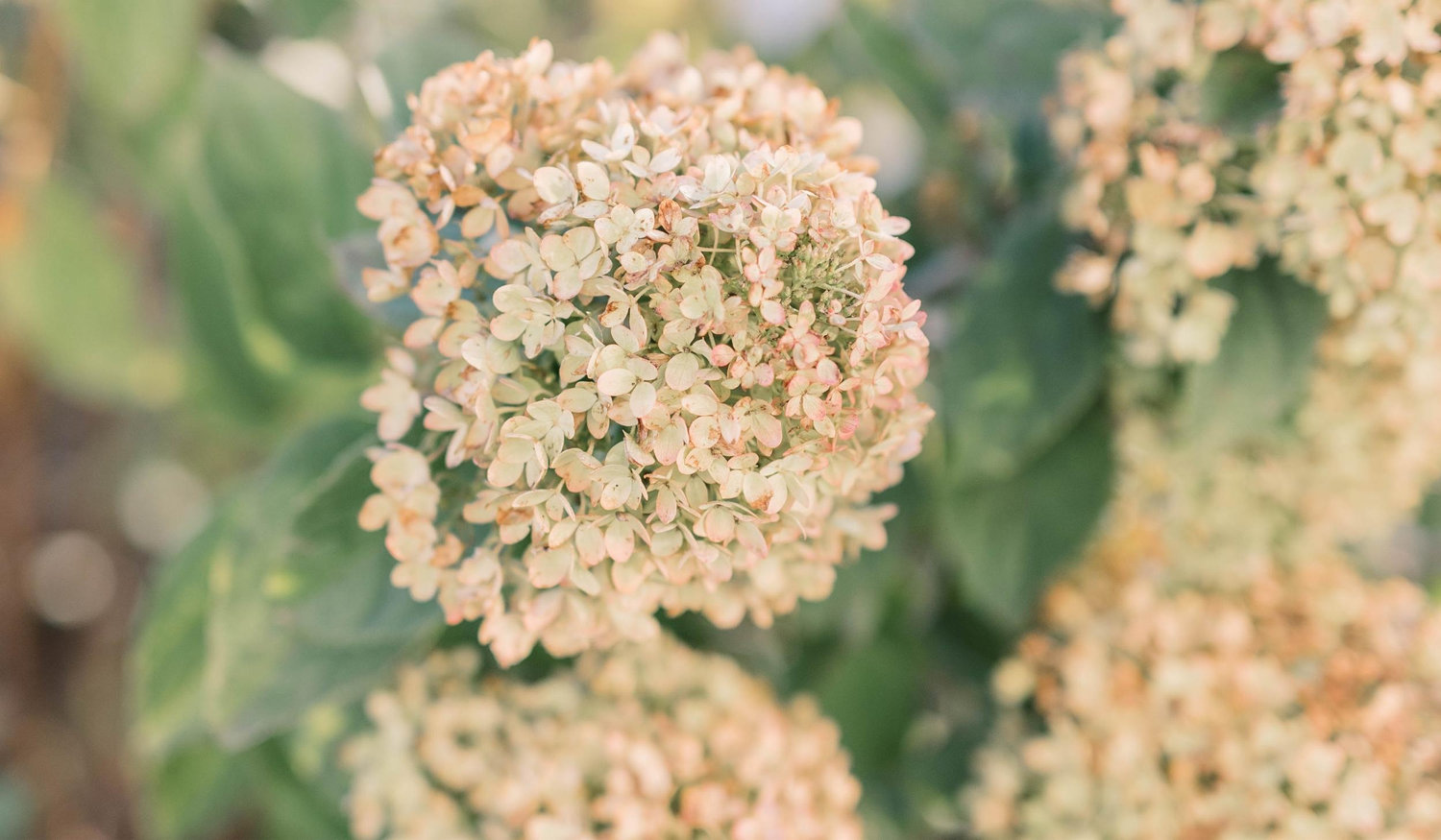 The Wedding Website of Kelsey Spickler and Ethan Gerber