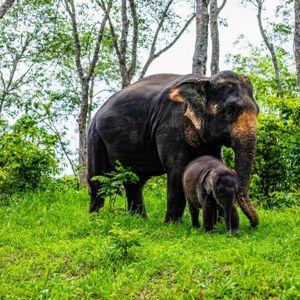 Visit to the elephant sanctuary