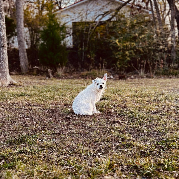 Our Pet Toy Fund