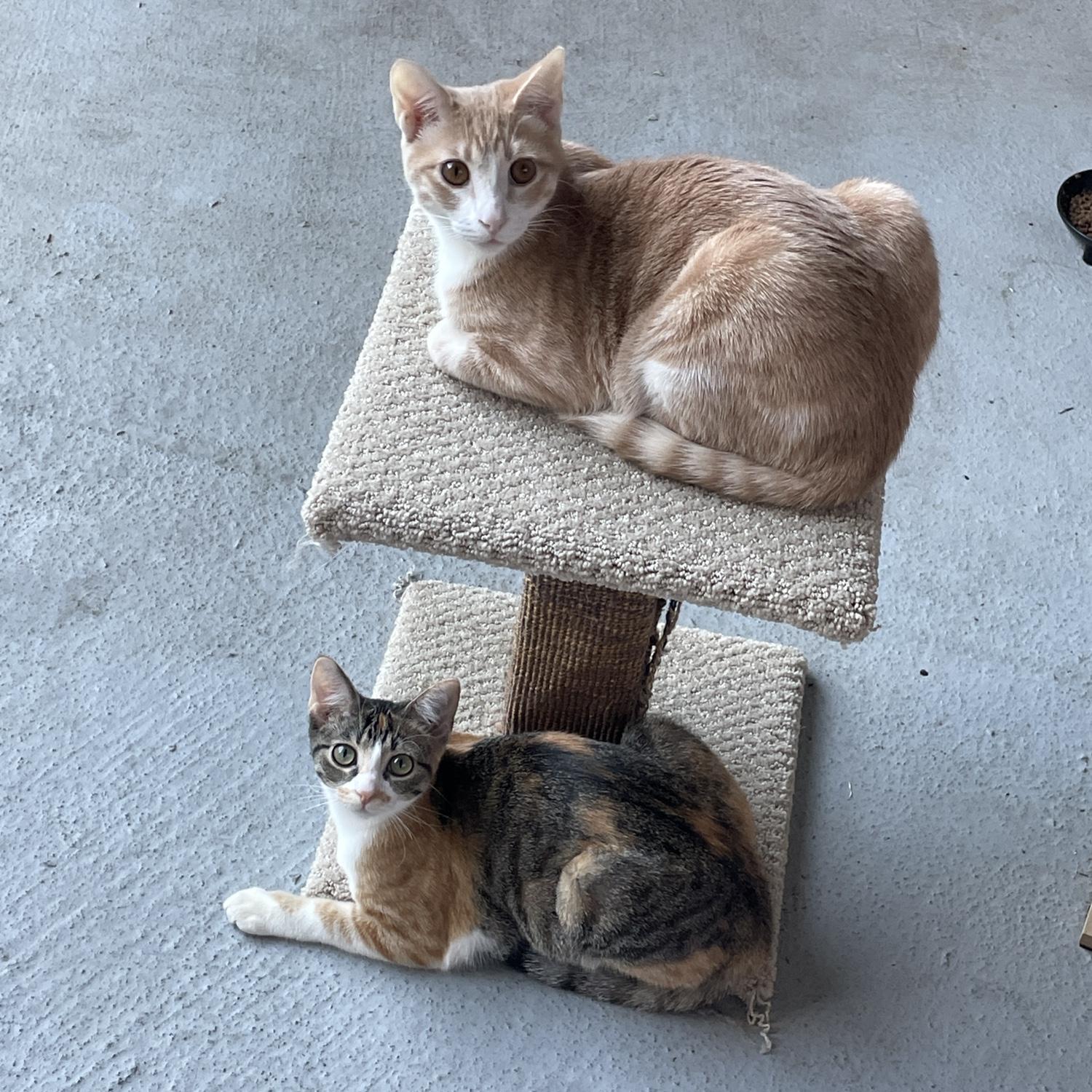 Yasu and Mochi, our fur babies.