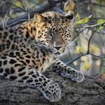 Saint Louis Zoo