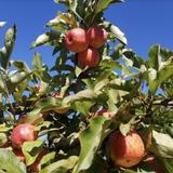 Gizdich Apple Picking
