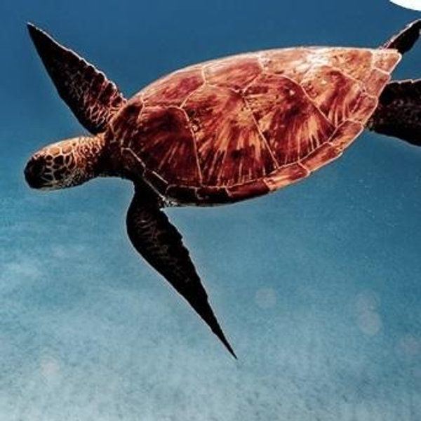 Maui - Turtles & Tacos